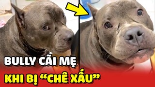 Chú chó Bully CÃI MẸ chem chẽm vì bị chê xấu 😂 | Yêu Lu