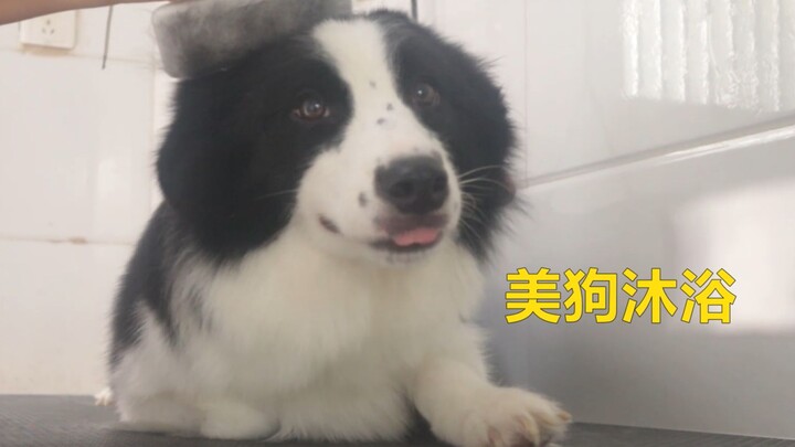 Border Collie: This is my first time coming here for a bath—gotta make a good impression on the boss