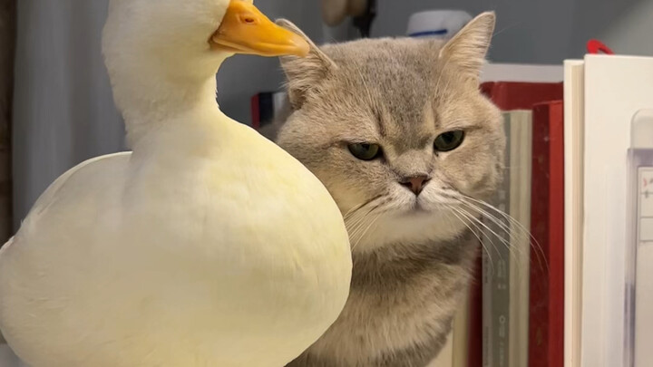 Duck is obsessed with cats? No way, Sister Li!