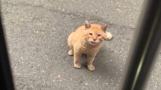 Aku pikir aku telah mengalahkannya, dan kau akan menjadi ibuku.
