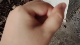 我妈：咱家鸡下了个皱巴的蛋。我：能有多皱巴？