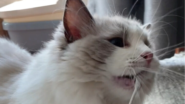 This cat just loves cheap stuff!!!