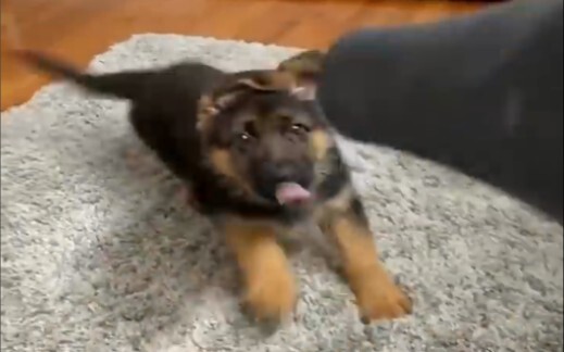 เมื่อคุณใช้เครื่องเป่าผมกับเจ้าตูบ...