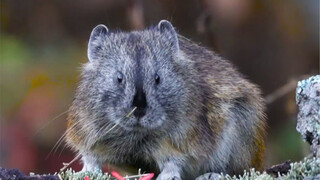 After two days of waiting, I finally captured the Alpine Pika. Although it looks like a mouse, it is