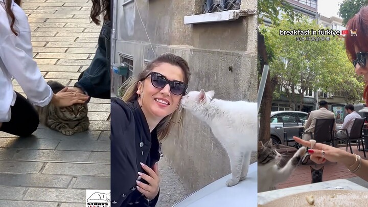 Thiên đường vuốt mèo mà một khi đến rồi chẳng muốn rời đi