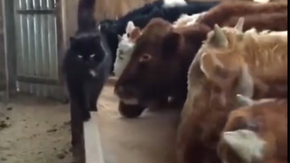 Waktu anak kucing masih kecil, ia sering ditanduk sapi. Setelah dewasa...