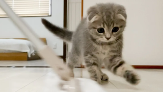 Lulu a kitten who helps with cleaning in the morning