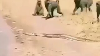 蛇:麻烦注意下场合