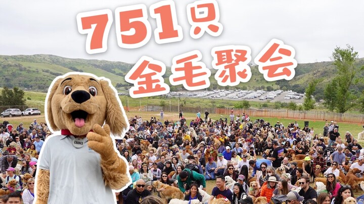 งานปาร์ตี้สุนัขโกลเด้นกว่า 700 ตัว! เจ้าของถาม: นี่ใช่สวรรค์หรือเปล่า?