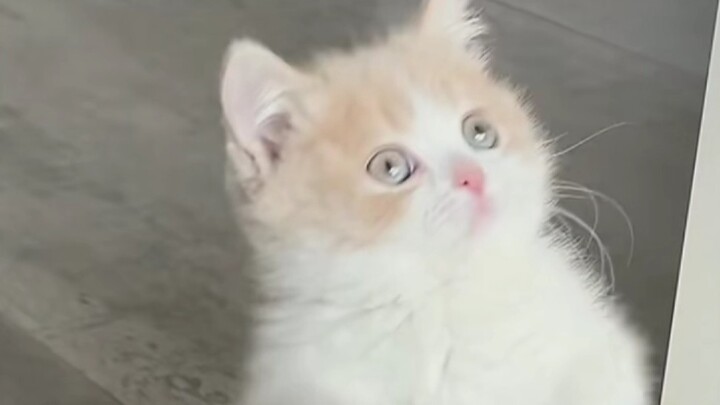 Lucu banget sampai bikin aku meleleh, nggak tahan terus langsung gambarin, lagi siap-siap terima job