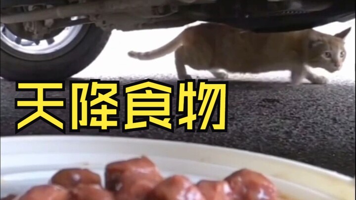 ماو ماو: من أين جاء البوفيه؟؟