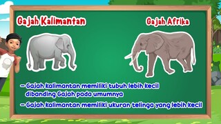 CERIA (Cerdas dan Bahagia) - Cerita Adit & Ucup Tentang Gajah Kalimantan