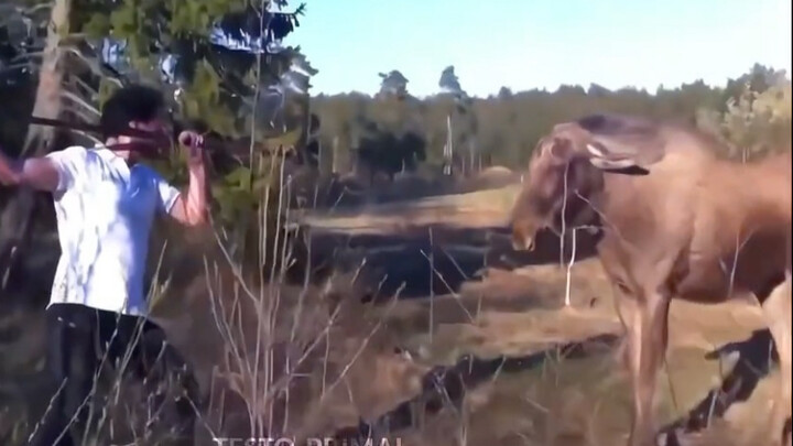 Để tiến hóa những chiếc răng nanh sắc nhọn dài thêm 10 cm, loài vật phải mất hàng trăm nghìn năm, nh