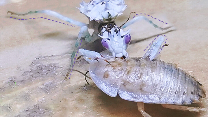 Video of a Pet Mantis eating Cockroach