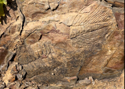 Phần Thiểm Tây: Phát hiện con sâu Hồng Sơn cực lớn dưới chân núi