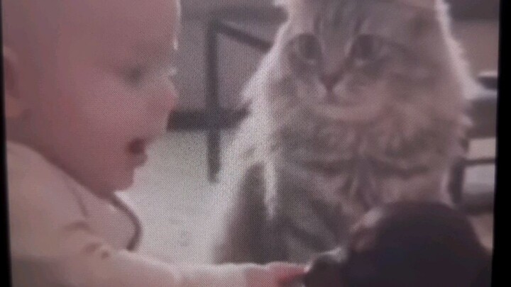 cat 🐈