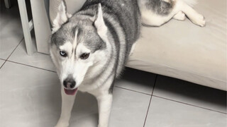 Wow, these two legs in the lower half seem to have run away from home!