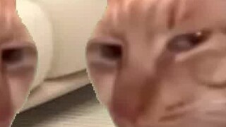 Nói dối...Những lời mẹ tôi nói rằng ghét mèo đều là dối trá.