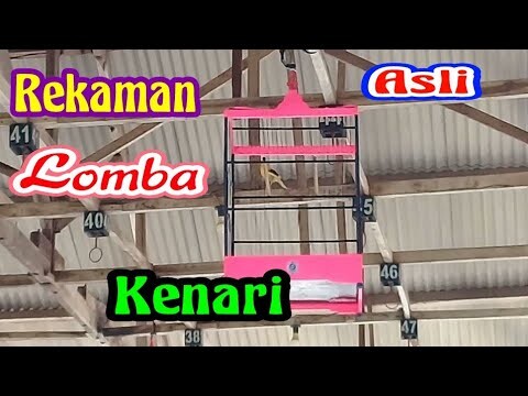 simulasi lomba burung kenari || untuk melatih mental kenari di gantangan