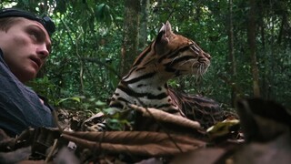 Mèo Hoang Full Movie [Sub Việt]
