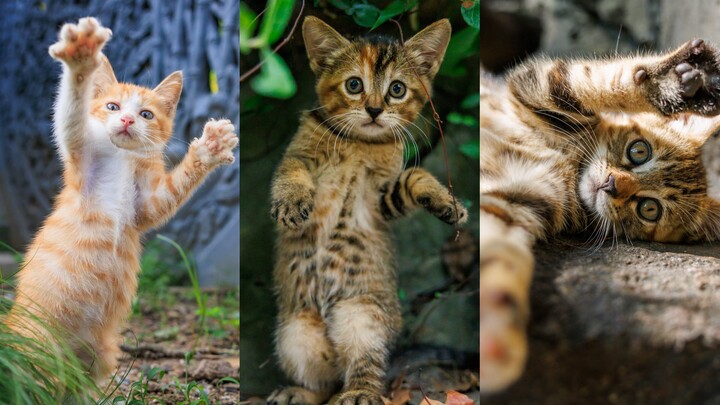 拍猫录：举起手来拍照，我镜头下的奶猫四连拍