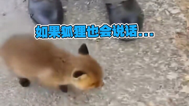 It's done, there's a fox seller.