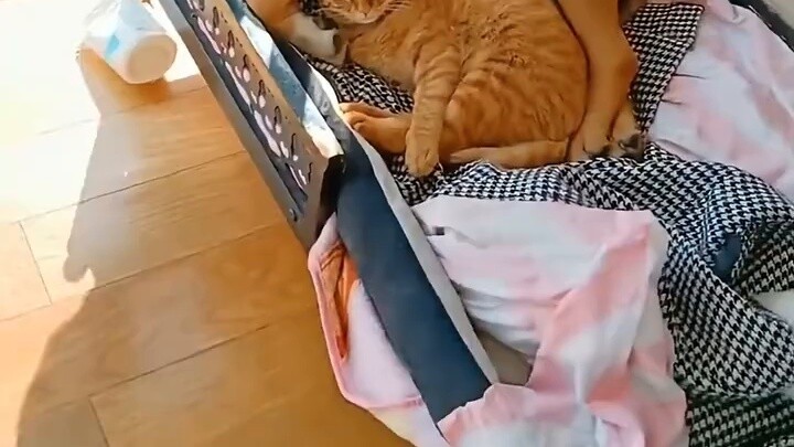 Tôi thấy con chó vuốt ve con mèo. Tom và Jerry thực sự là một bộ phim thực tế, hay là sinh viên đại 