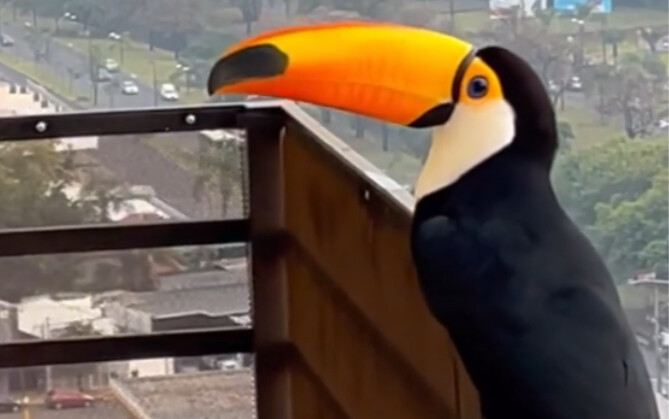 While a netizen was having breakfast, a toucan dropped by.