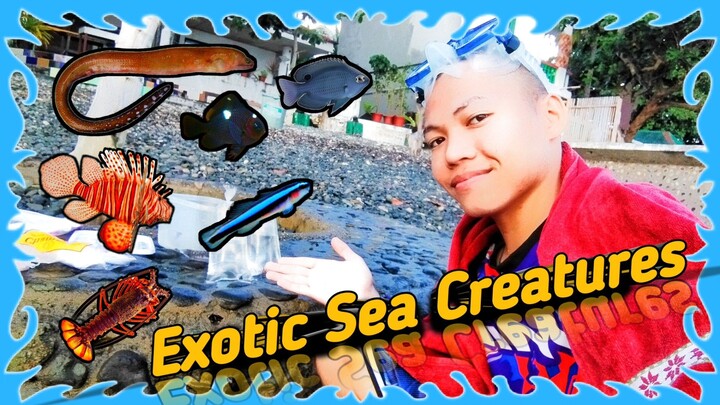Catching Exotic Sea Creatures