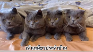 สัตว์เลี้ยงเพื่อนขนปุย : เจ้าหมียวประจำบ้าน