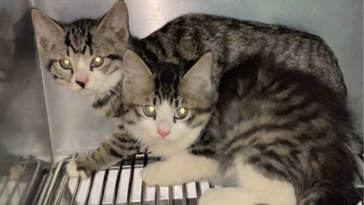 Bắt cóc thay cho mua, bắt ngay, nhận nuôi ngay.