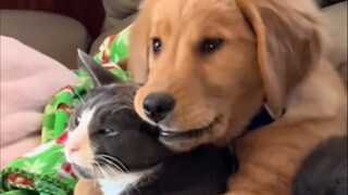 Kucing: Benci anjing yang nggak punya batasan!