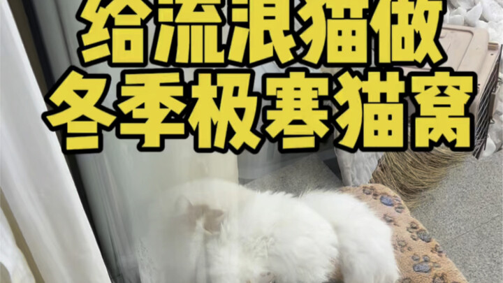 White cats are always discriminated against in the cat community. Let’s build a cold winter cat bed 