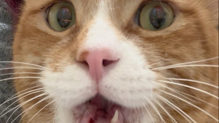 Kucing siapa yang main parkour sampai gigi depannya patah?