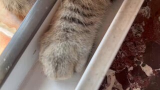 Kể từ khi con mèo phát hiện ra ở đây có một khe hở có thể nhét cánh tay của nó vào...