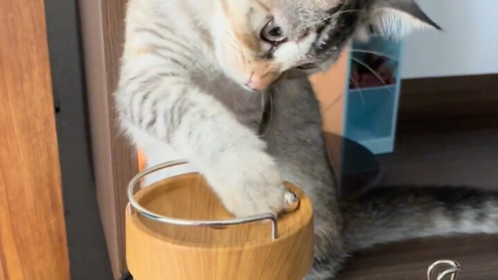 Apakah kucing di rumahmu juga bermain seperti ini?