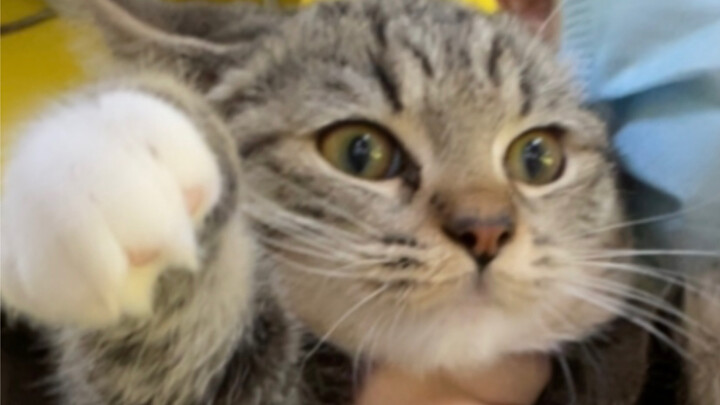 Kucing keberuntungan kecil di toko hihihi hehehe