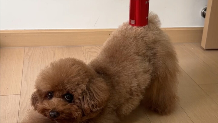 Dog: Actually, I can even wag my butt all the way up to the top of a soda bottle.