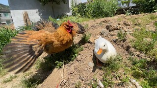 Hen Protects Her Chick, Fiercely Pecks at the Call Duck
