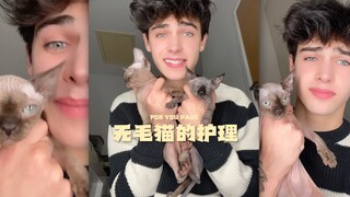 无毛猫的一些护理