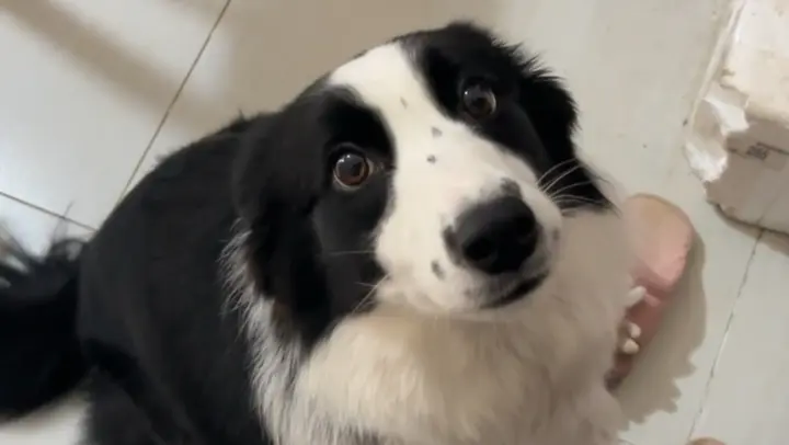 The Border Collie Can Really Understand What You Say!