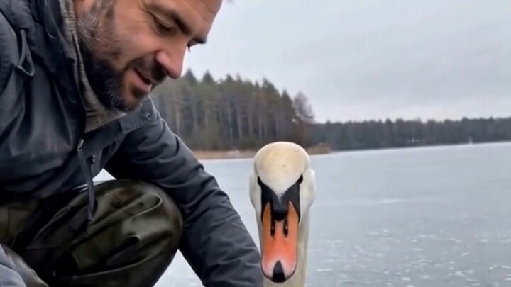This Swan Was Frozen to the Ice by Her Feet… ❄️🦢