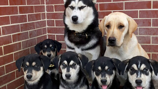 Ayah saya seekor husky dan ibu saya seekor Labrador, jadi siapa saya?