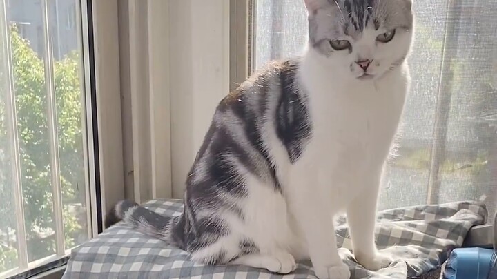 The famous double-standard kitten - Mulberry.