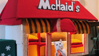 Giant McDonald's cat bed made from a快递box! The follow-up is here!
