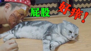 How would a cat react if you suddenly sniffed its butt? Even a tiger's butt is sniffed!