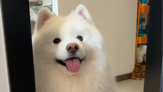 Do you have time to play with the puppy? If not, I'll come back and ask again in five minutes.