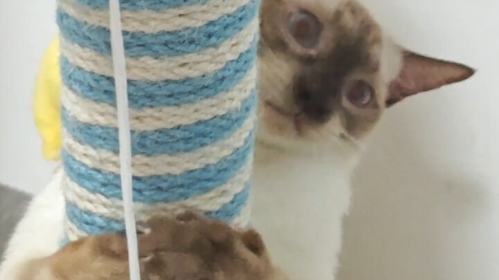 Đại ca, mông của em thơm lắm đó!