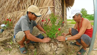 MĂNG HẦM ĐẦU MÙA NĂM THÁNG BÌNH YÊN || ÚT LỤC BÌNH