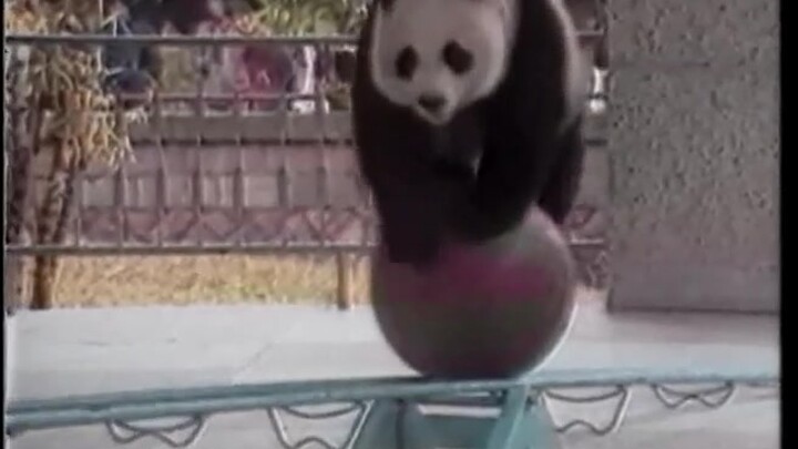 Tak Disangka, Panda Juga Pernah Sok Imut Demi Dapat Makan